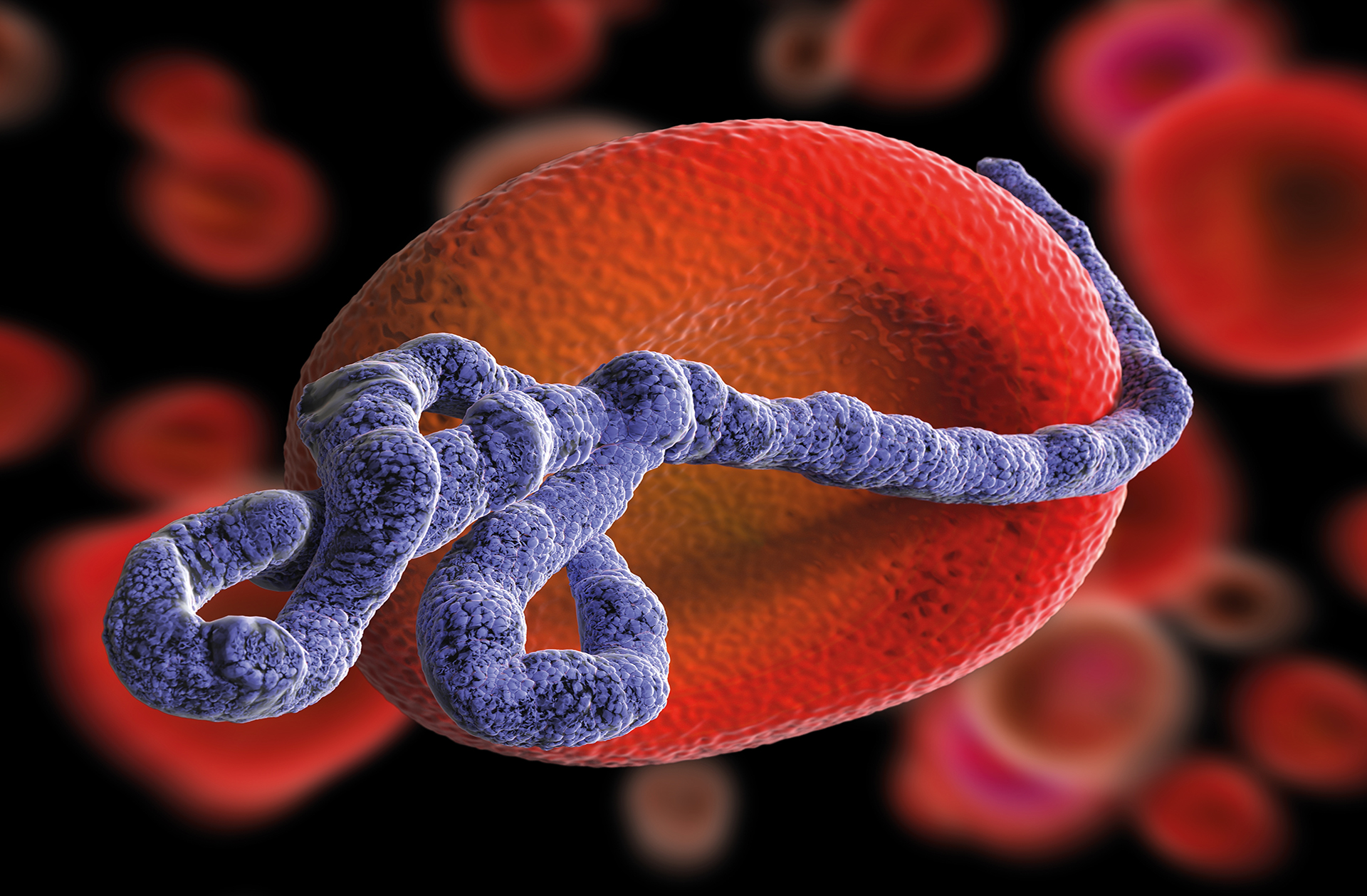 Ebola – horečka s vysokou smrtností